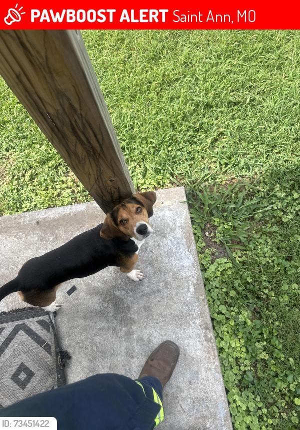 Lost Male Dog last seen Saint Cecelia LN, Saint Ann, MO 63074