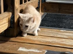 Found/Stray Unknown Cat last seen At my door, Williamstown, KY 41097
