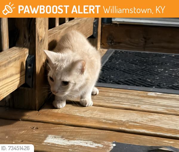 Found/Stray Unknown Cat last seen At my door, Williamstown, KY 41097