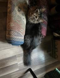 Lost Male Cat last seen S Greensboro St, Carrboro, NC 27510