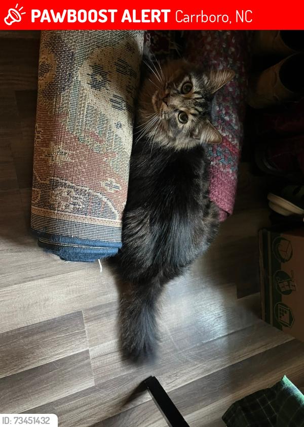 Lost Male Cat last seen S Greensboro St, Carrboro, NC 27510