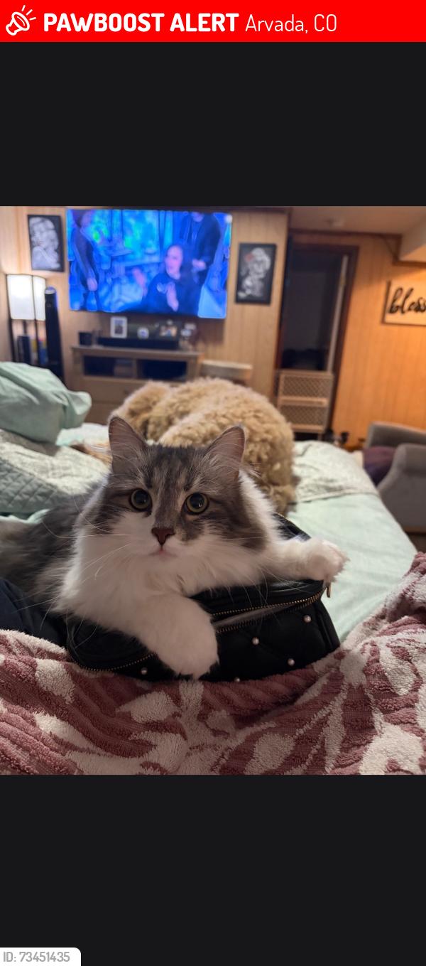 Lost Female Cat last seen 72nd & Pierce, Arvada, CO 80003