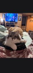Lost Female Cat last seen 72nd & Pierce, Arvada, CO 80003