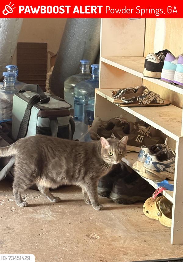 Lost Female Cat last seen wicklander dr, Powder Springs, GA 30127