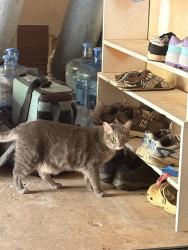 Lost Female Cat last seen wicklander dr, Powder Springs, GA 30127