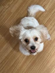 Reunited Female Dog last seen Kellywood, Henrico County, VA 23060