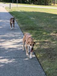 Found/Stray Male Dog last seen St. John’s Forest Neighborhood off of Weddington rd, Monroe, NC 28110