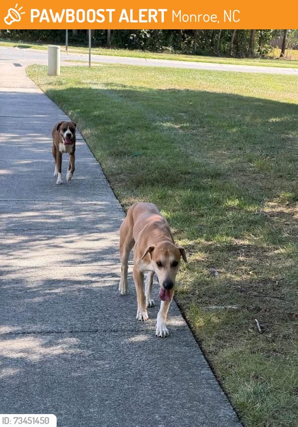 Found/Stray Male Dog last seen St. John’s Forest Neighborhood off of Weddington rd, Monroe, NC 28110