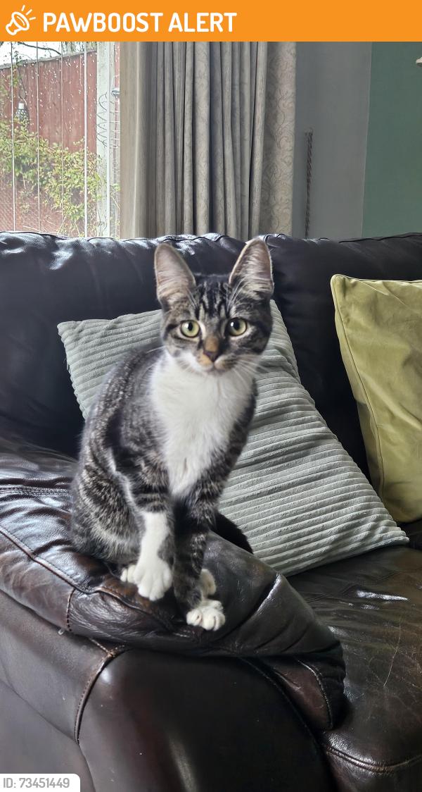 Found/Stray Female Cat last seen Near buzz bingo, Nottingham, England 