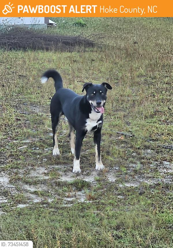 Found/Stray Male Dog last seen Sandstone Drive, Raeford nc, Hoke County, NC 28376