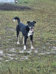 Found/Stray Male Dog last seen Sandstone Drive, Raeford nc, Hoke County, NC 28376