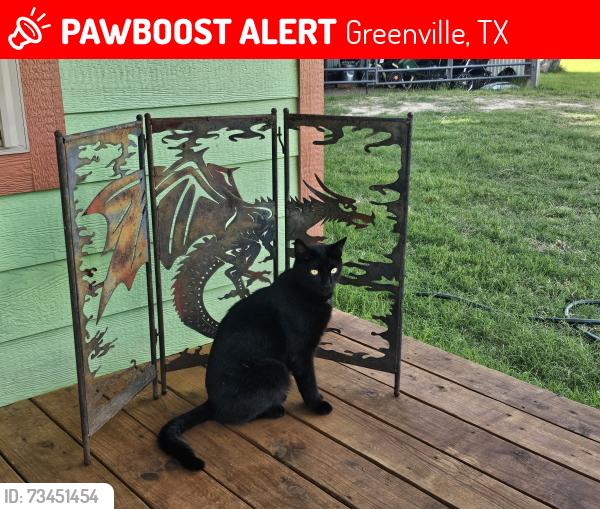 Lost Male Cat last seen Cash Water Tower, Greenville, TX 75402