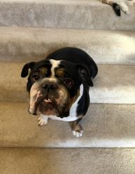 Lost Female Dog last seen Taylor Ln., Pasco, WA 99301