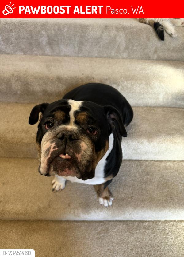 Lost Female Dog last seen Taylor Ln., Pasco, WA 99301