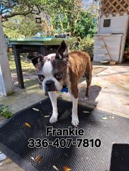 Lost Male Dog last seen Sloop Point Loop Rd and Hickory Point Rd, Hampstead, NC 28443