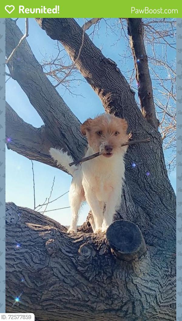 Reunited Male Dog last seen Near Kempwood dr Apt 161 Houston tx 77080, Houston, TX 77080