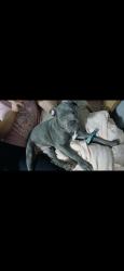 Lost Unknown Dog last seen Woodlake mhp, Lafayette Township, IN 46798