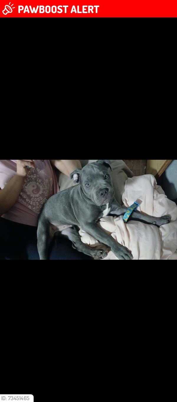 Lost Unknown Dog last seen Woodlake mhp, Lafayette Township, IN 46798