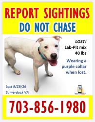 Lost Female Dog last seen Silverhill Rd and Sumerduck Rd, Fauquier County, VA 22742