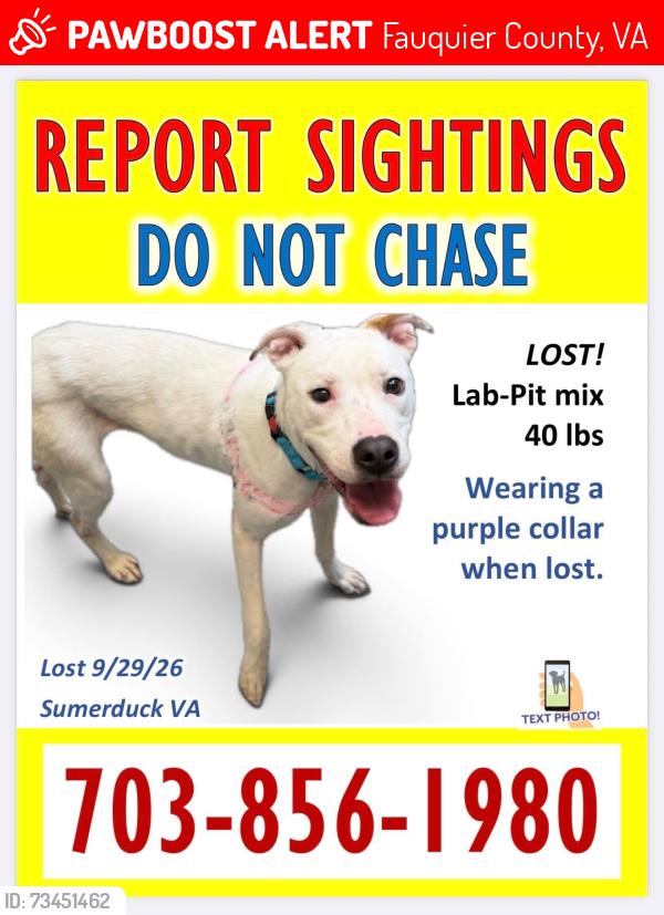 Lost Female Dog last seen Silverhill Rd and Sumerduck Rd, Fauquier County, VA 22742