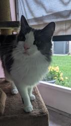 Lost Male Cat last seen Tournament Blvd. and W. Country Club Drive N., Manatee County, FL 34243