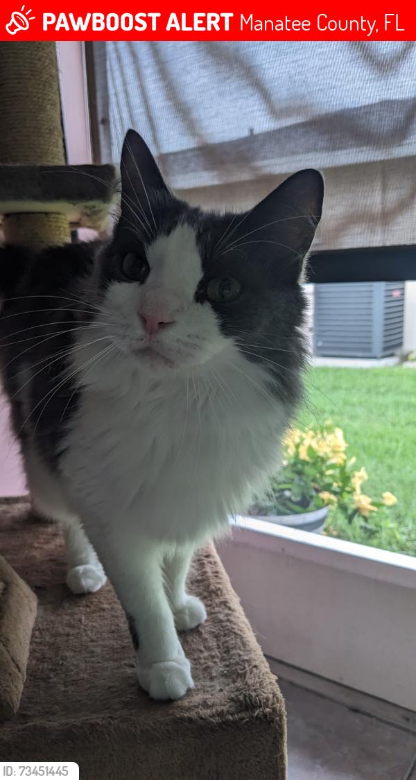 Lost Male Cat last seen Tournament Blvd. and W. Country Club Drive N., Manatee County, FL 34243