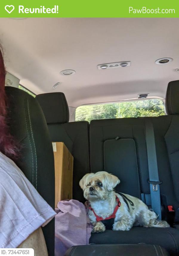 Reunited Female Dog last seen Elm Street, Burrell Township, PA 15717