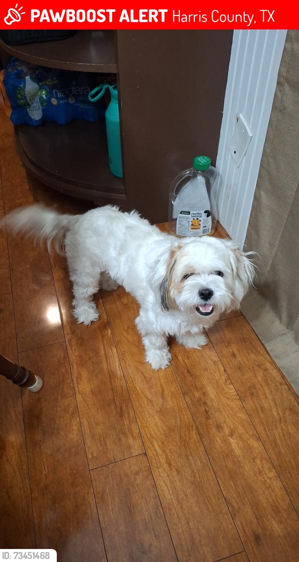 Lost Female Dog last seen Timbercrest Village Dr, Harris County, TX 77389