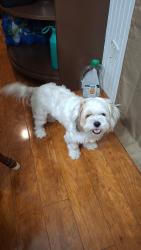 Lost Female Dog last seen Timbercrest Village Dr, Harris County, TX 77389