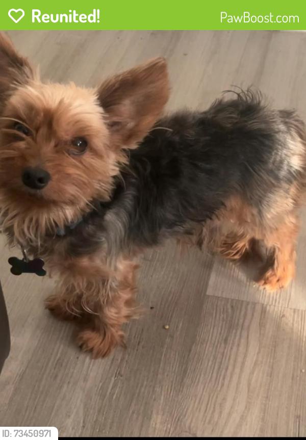 Reunited Male Dog last seen Woodson Terrace, MO, USA, Woodson Terrace, MO 63134
