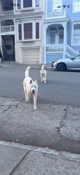 Found/Stray Unknown Dog last seen broderick & mcallister, San Francisco, CA 94115