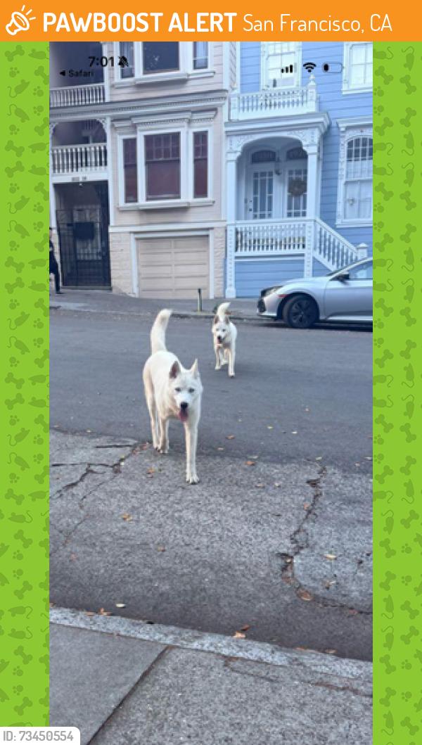 Found/Stray Unknown Dog last seen broderick & mcallister, San Francisco, CA 94115