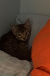 Found/Stray Male Cat last seen Below Upper Stump Road on 313/Swamp Road, Fountainville, PA 18928
