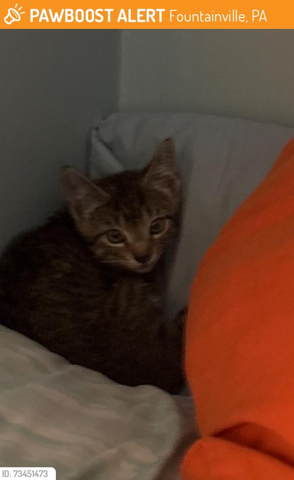 Found/Stray Male Cat last seen Below Upper Stump Road on 313/Swamp Road, Fountainville, PA 18928