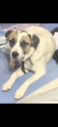 Lost Female Dog last seen Hwy 17a and hwy 61, Dorchester County, SC 29472