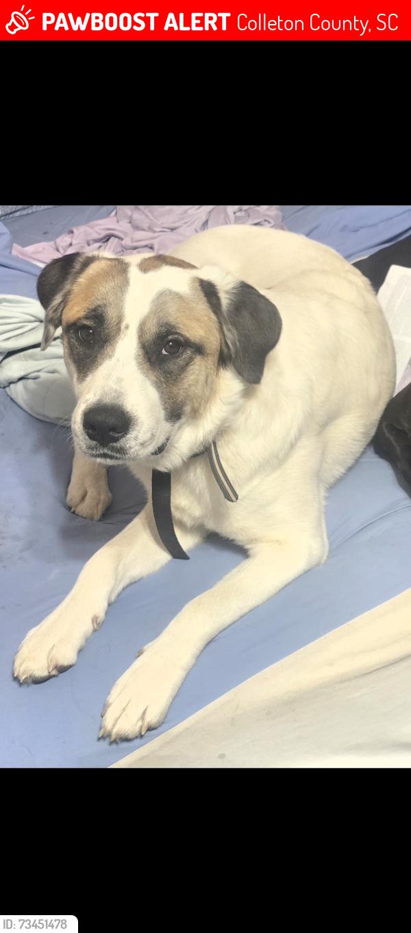 Lost Female Dog last seen Hwy 17a and hwy 61, Dorchester County, SC 29472