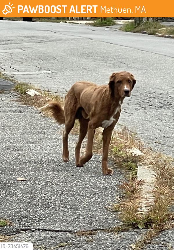 Found/Stray Male Dog last seen Near Horne st methuen MA, Methuen, MA 01844