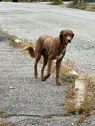 Found/Stray Male Dog last seen Near Horne st methuen MA, Methuen, MA 01844