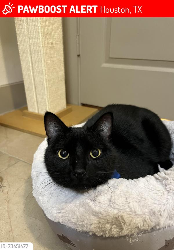 Lost Male Cat last seen Winrock and San Felipe, Houston, TX 77057