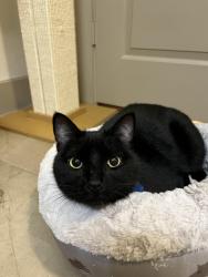 Lost Male Cat last seen Winrock and San Felipe, Houston, TX 77057