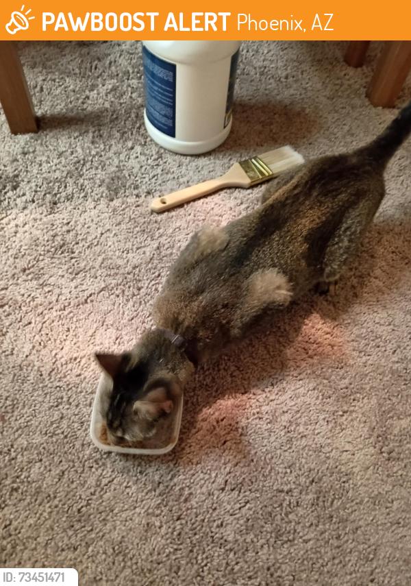 Found/Stray Female Cat last seen Indian School Park Rd and Central at Steele Indian School Park, Phoenix, AZ 85012