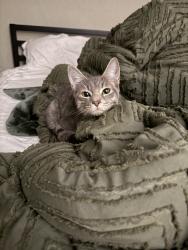 Found/Stray Male Cat last seen Brassie Dr and Adair Ave in Longwood, Longwood, FL 32750
