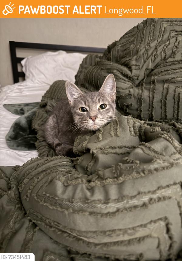 Found/Stray Male Cat last seen Brassie Dr and Adair Ave in Longwood, Longwood, FL 32750