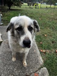 Reunited Female Dog last seen Chesterton, Athens, GA 30607