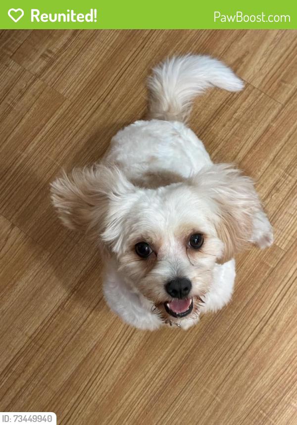 Reunited Female Dog last seen Kellywood, Henrico County, VA 23060
