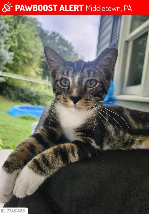 Lost Male Cat last seen Newberry Road, Middletown, PA 17057