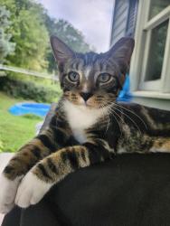 Lost Male Cat last seen Newberry Road, Middletown, PA 17057