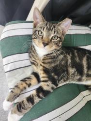 Lost Male Cat last seen Newberry Road, Middletown, PA 17057