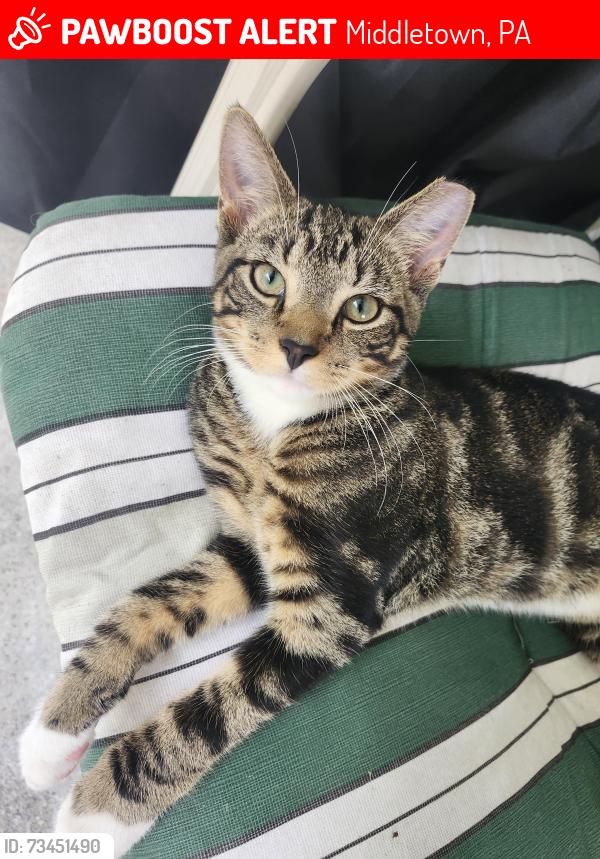 Lost Male Cat last seen Newberry Road, Middletown, PA 17057