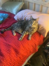 Lost Female Cat last seen Jade Forest Trl and Amber Bluffs Crescent, Raleigh, NC 27616